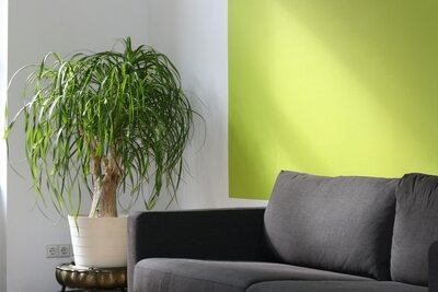 Ponytail Palm